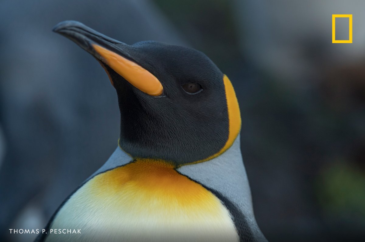 The head of a king penguin on Marion Island, South Africa.