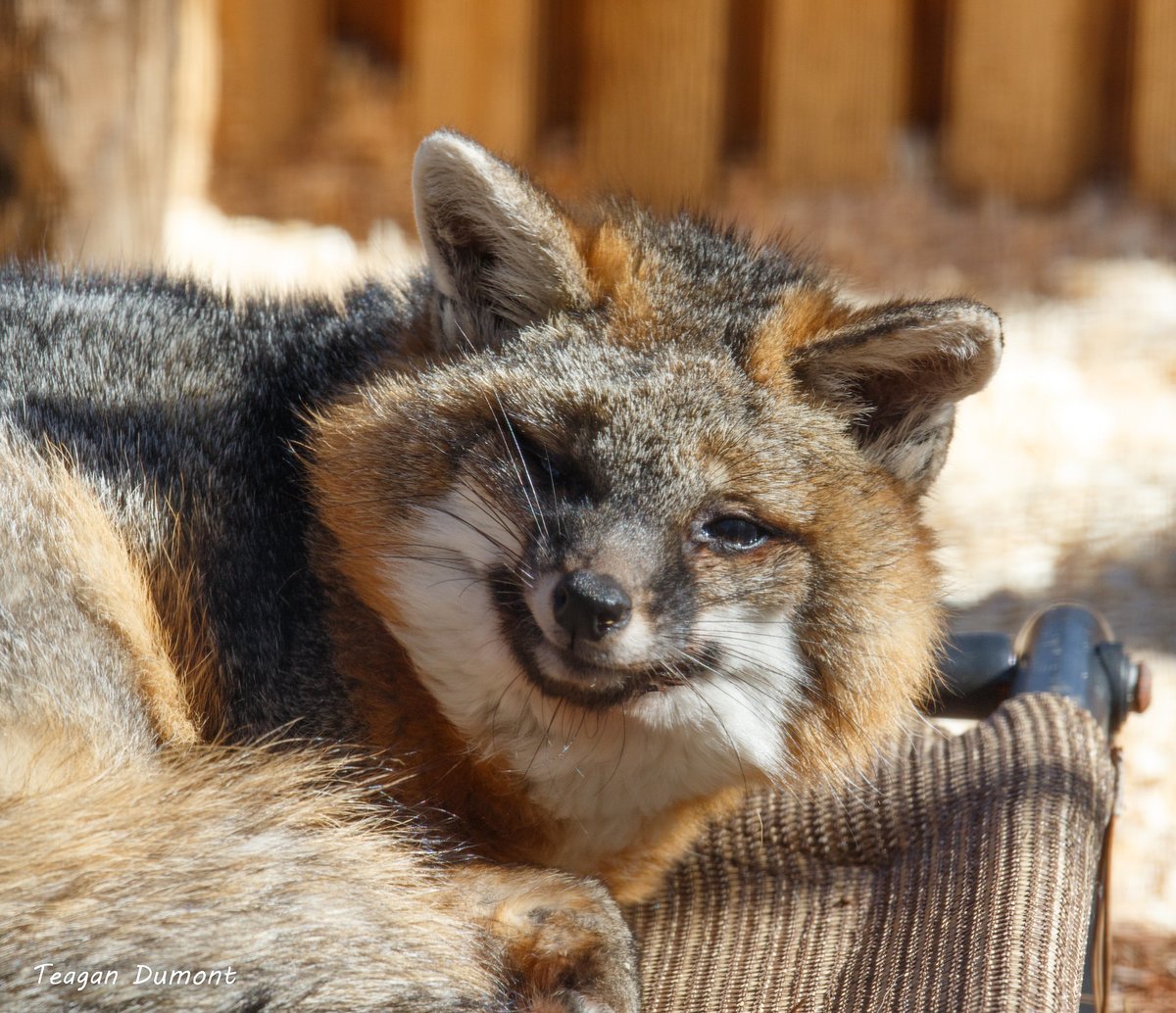 CincinnatiZoo's tweet photo. Sweet smiles from Nutmeg! Also known as the tree fox, the grey fox is the only member of the dog family that can climb trees. It has short powerful back legs with hefty claws to grip the tree and push the fox up while its front legs grab the sides of the trunk like a cat. https://t.co/oaXRIThsCv