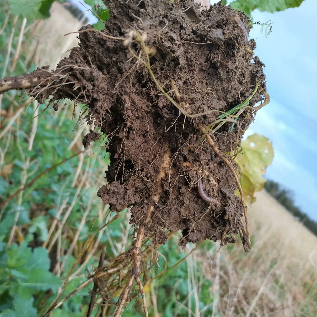 Multi Species Cover Crops feeding below ground livestock #worms #soilbiology @BaseIreland @farmfornature