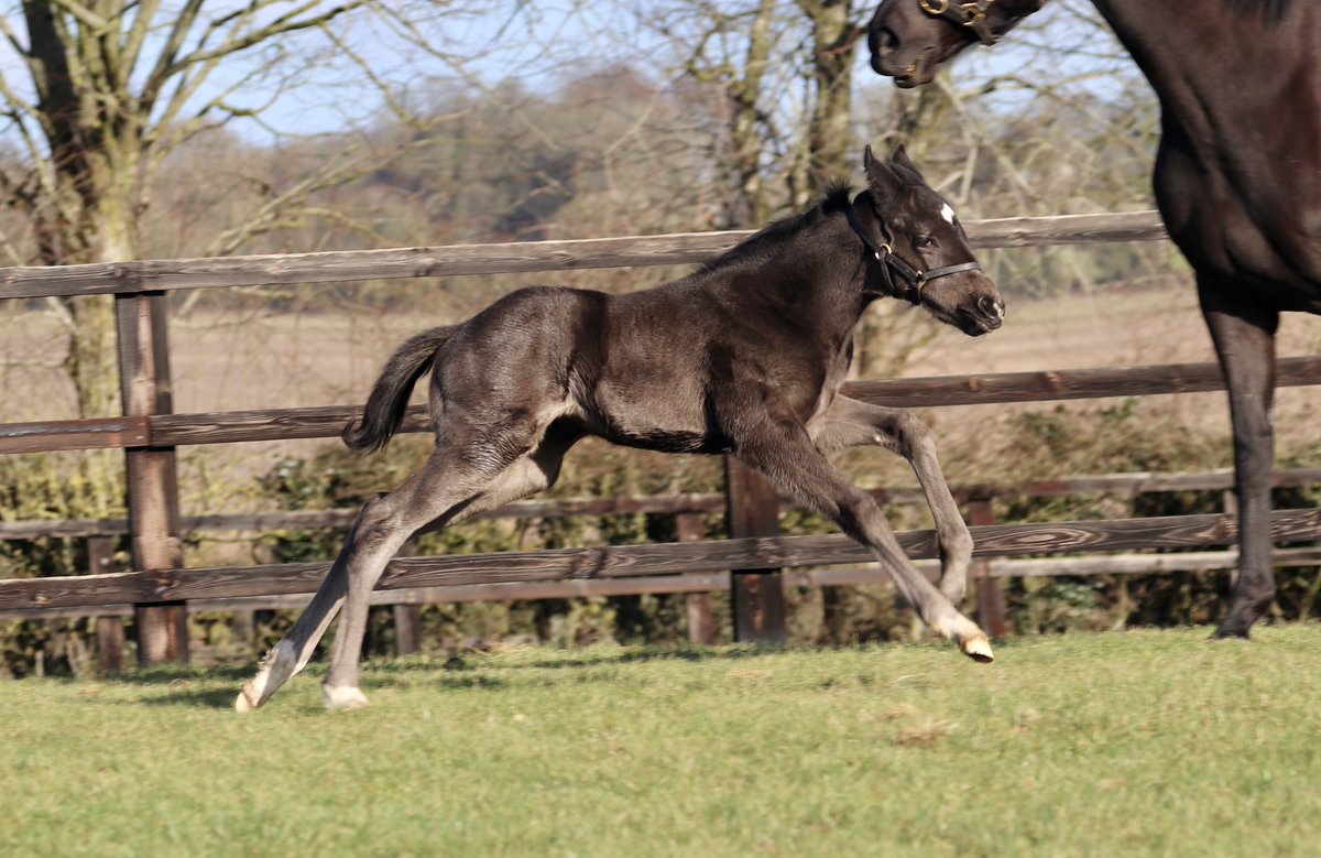 wickhamwicks's tweet photo. Work, rest &amp; play! Two week old Showcasing filly enjoying the Sunday sunshine #FirstFoal #FunInTheSun🌞 https://t.co/kQhzE2nsNA