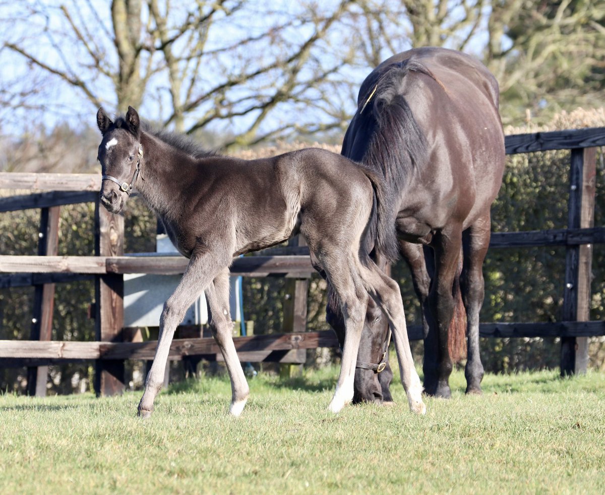 wickhamwicks's tweet photo. Work, rest &amp; play! Two week old Showcasing filly enjoying the Sunday sunshine #FirstFoal #FunInTheSun🌞 https://t.co/kQhzE2nsNA