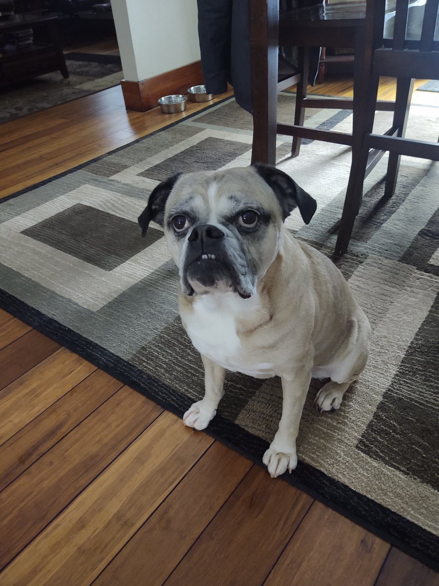 Penny Mini Bulldog tweet media