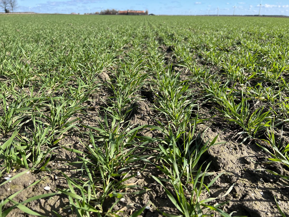 Harrysfarm 🚜🥔🌾🌻🚴‍♂️🧅 tweet media