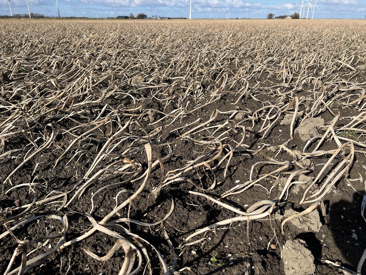 Harrysfarm 🚜🥔🌾🌻🚴‍♂️🧅 tweet media