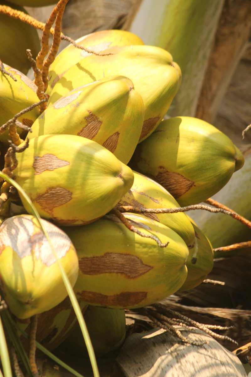 Karthik59793109's tweet image. Coconut Shel #coconutshell #naturephotography