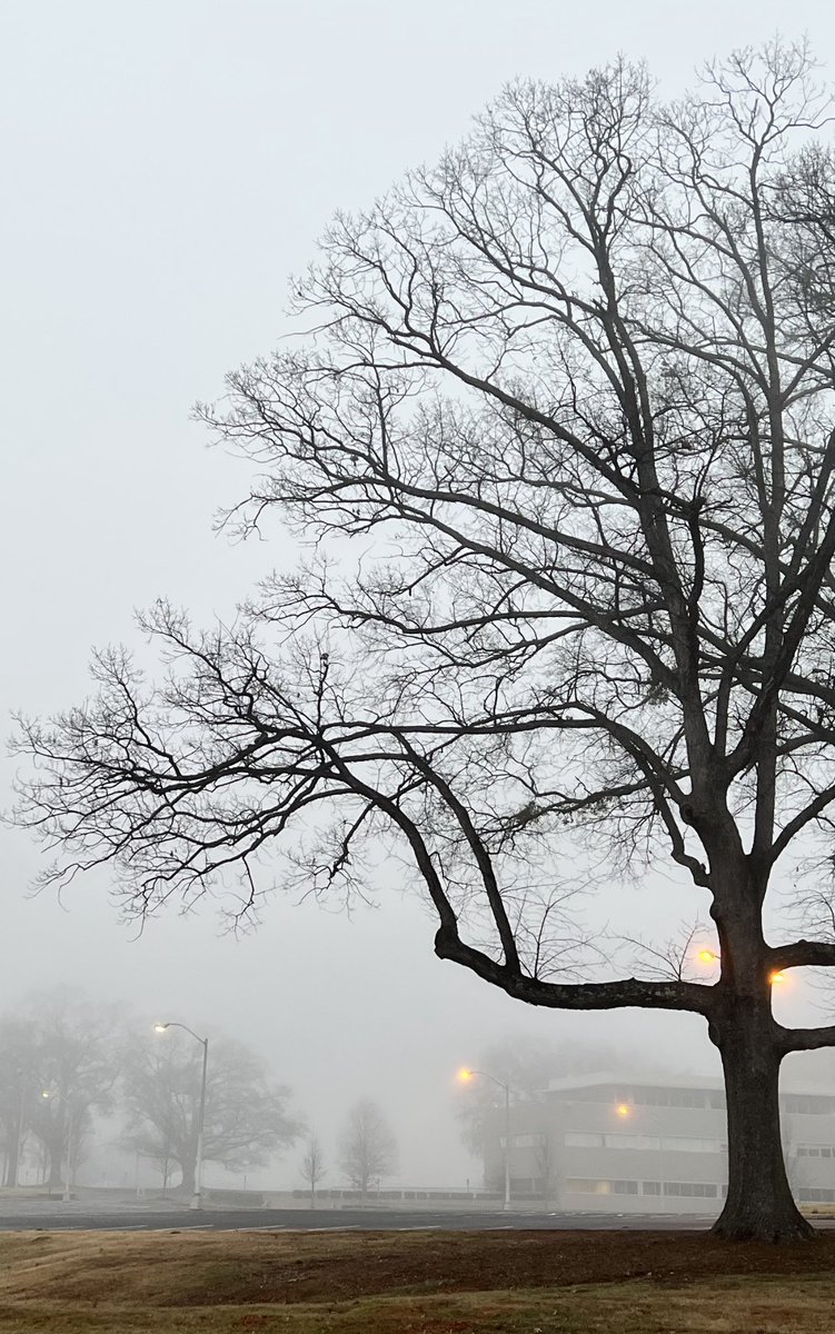 #foggymorning #nature #fog #foggy #sunrise #naturephotography #ig #landscape #landscapephotography #photography #foggyday #raw #foggyweather #mist #morning #naturelovers #trees #of #autumn #forest #tree #moody #foggyforest #photooftheday #bnw #mountains #mistymorning #moodygrams