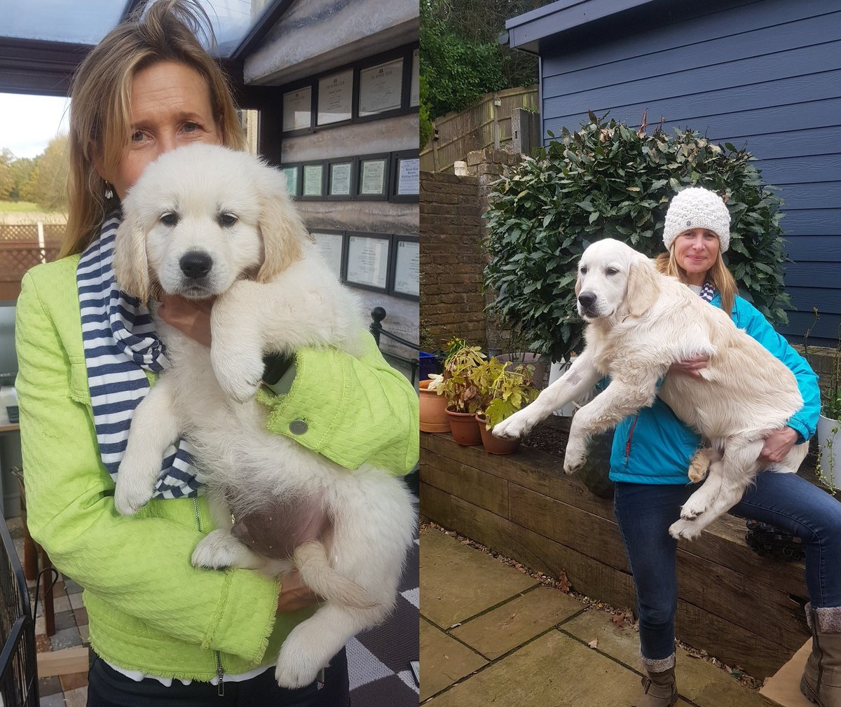 When my owners collected me at 2 months' old they decided to take a photo every month to chart my growth.
Now, at 6 months' old, my <a href="/SuzannahNichol/">Suzannah Nichol OBE 💙💛</a> has declared me too big to carry!
Bit rude I thought?