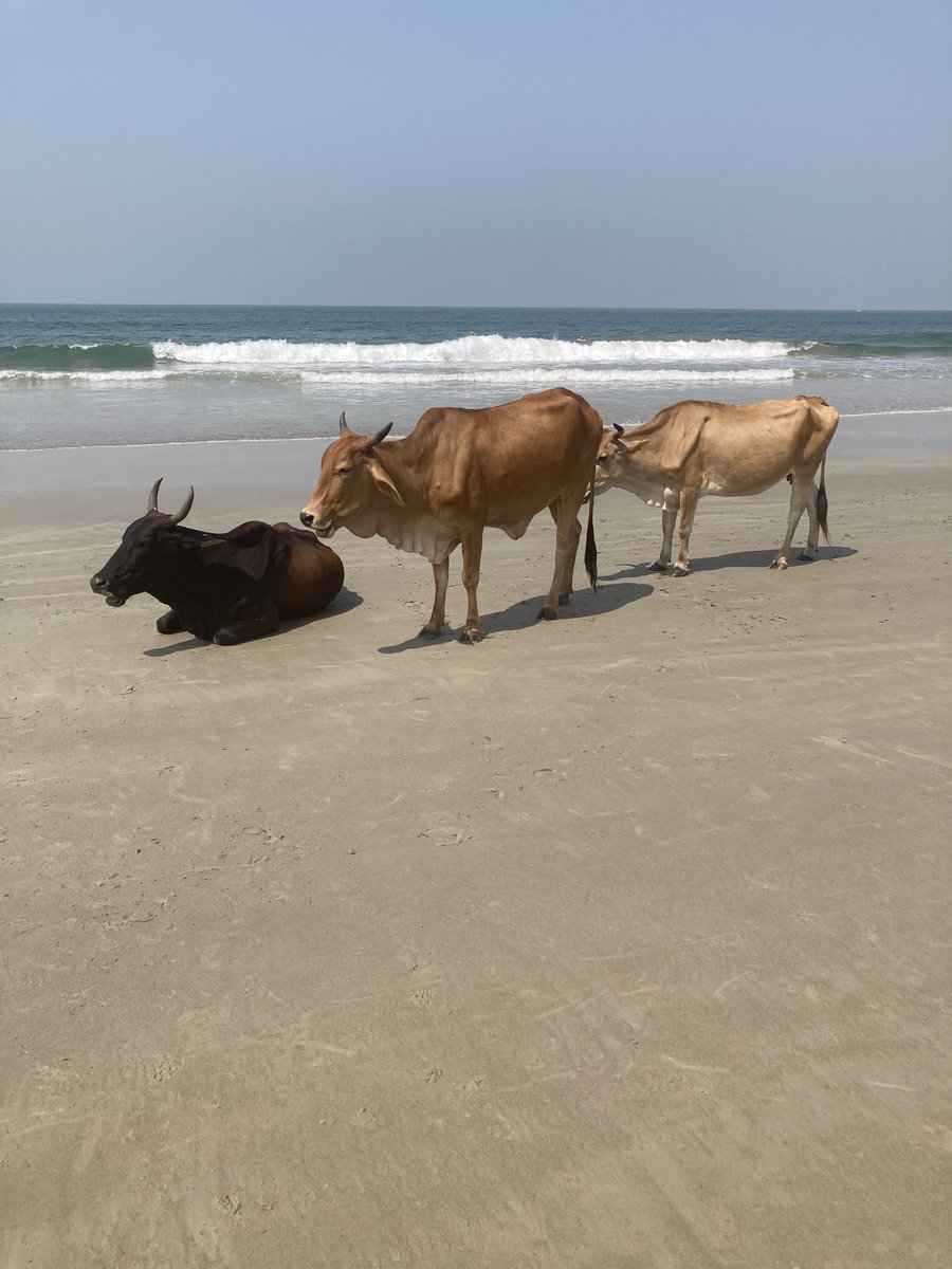 CoachFishINDIA's tweet image. FC Madras trip to Goa, India coming to an end. What an amazing 11 day learning and growth experience. Our boys matured as players and as young men and we collectively grew as a club! Excited about our performances and confident about the future of FC Madras! 🇮🇳🇮🇳