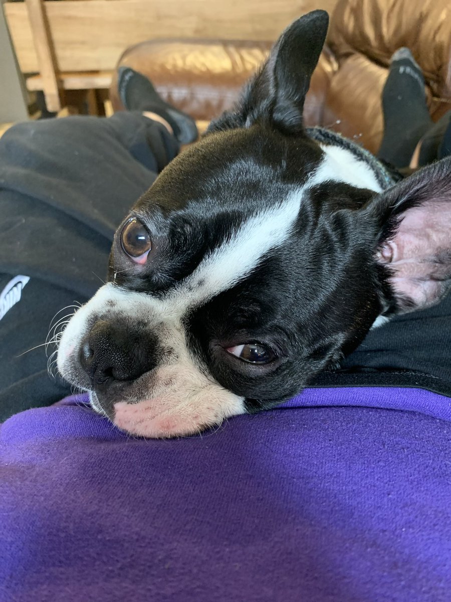 BostonOdel's tweet photo. Cutie https://t.co/Te5vkGpxU3