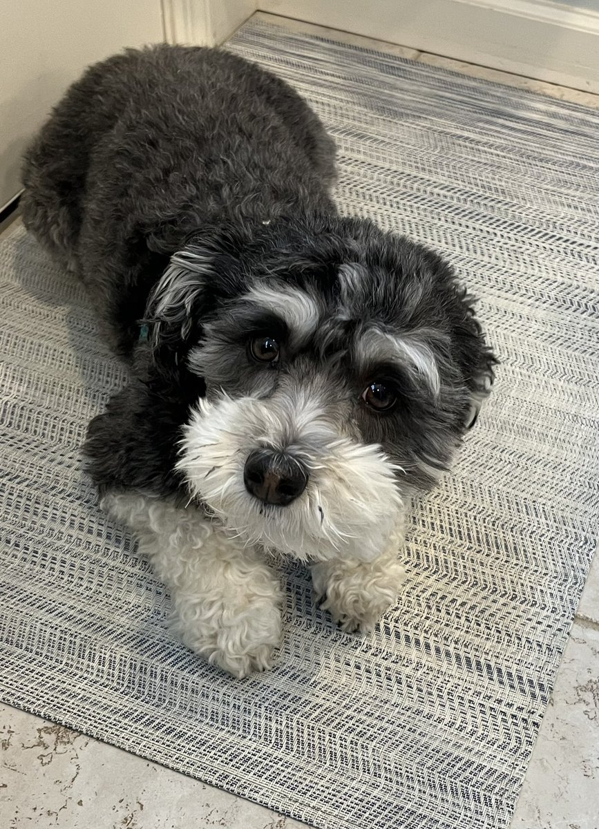 Happy Sunday! Today’s plan: make sure my hoomans don’t leave me again by looking super cute. 🐶🥰 #DogsOnTwitter #DogsofTwitter #havanese #puppydogeyes #dogs