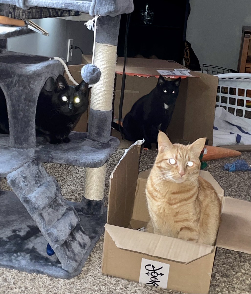 Photo op for….
#CatBoxSunday
#HousePanthers
#CatsOfTwitter
#GingerCat