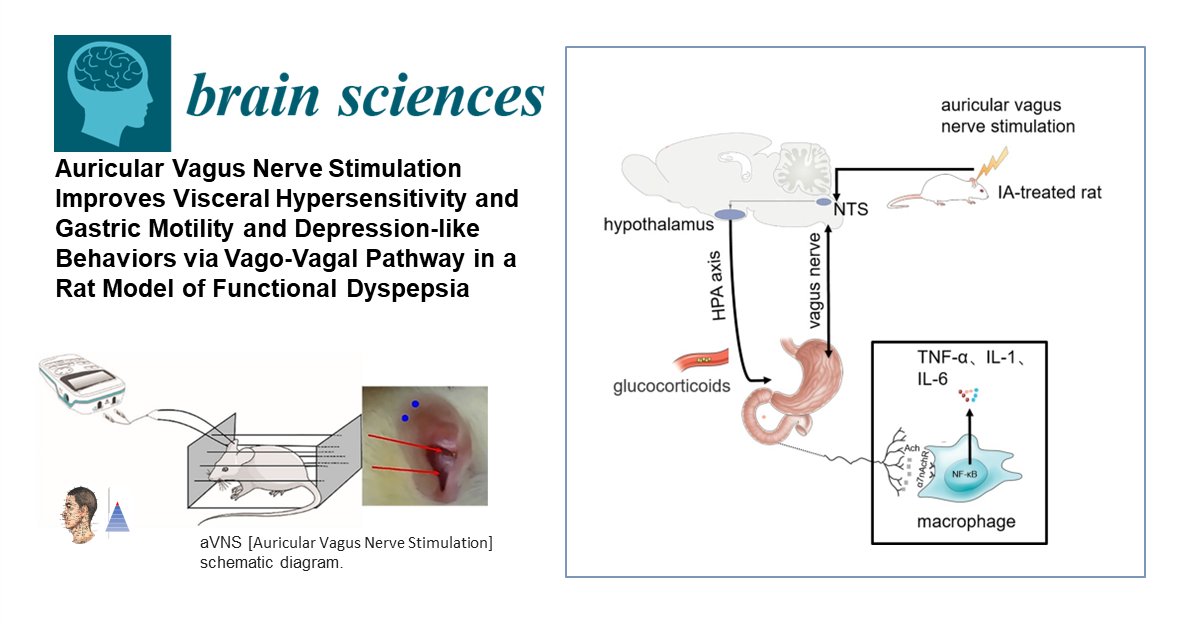 PreuvesAcup's tweet photo. 🐀Acupuncture expérimentale 🇨🇳🇺🇸 
📰Brain Sci (IF 3.3) 
Modèle de dyspepsie [rat]. Efficacité de l’acupuncture [A] 𝑣𝑠 fausse [A]. ↘ distension, ↗ vidange gastrique ↗ activités. Action 𝑣𝑖𝑎 ↘ cytokines pro-inflammatoires  par la voie vago-vagale.

https://t.co/xTuzklhtsD🔓 https://t.co/VqjdDe94BD