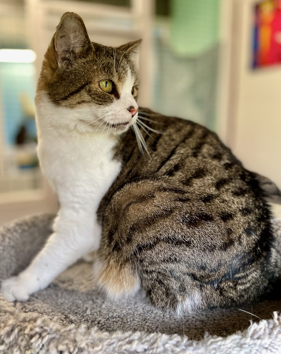 RappCatsAdopt's tweet photo. Our grande dame Matilda is our oldest resident (12) & absolutely lovely. She's ready to bring grace & #love to a lucky adopter's home. #Virginia #noVA #pets #cat #cats #Sunday #sundayvibes #DC #WashingtonDC #AdoptDontShop #rescue #hope #luv #CatsAreFamily #catlovers #seniors https://t.co/SA5rFsd7yS