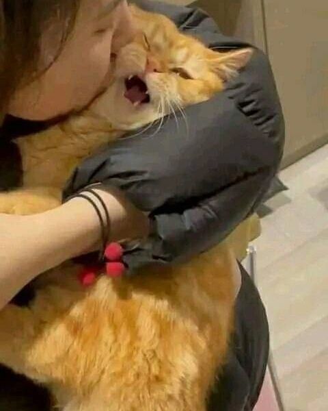 nocontextscats's tweet photo. mood https://t.co/p14SmmpMrP