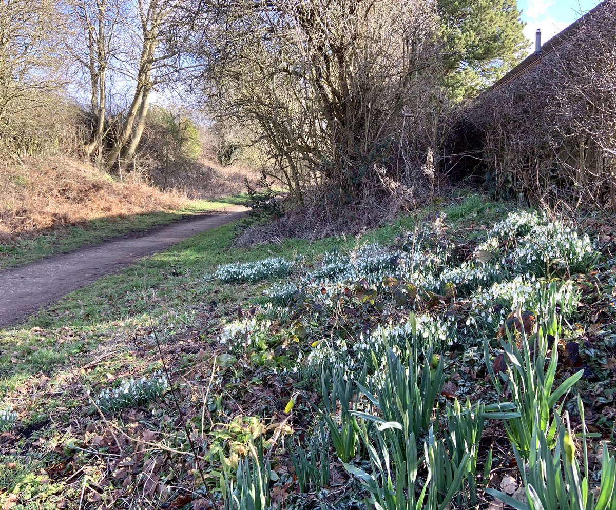CossallNotts's tweet photo. Lovely morning spring walk @wearecossall #Cossalmarsh https://t.co/JBGqXsTAQk