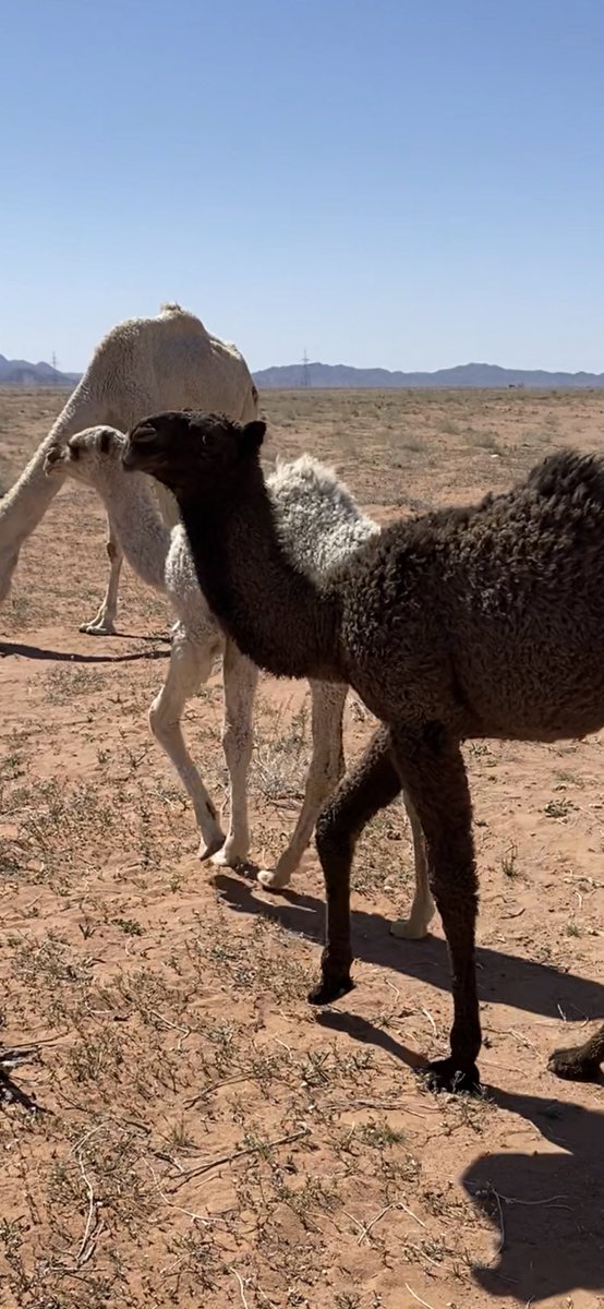 من انتاج الغرنوقي الله يبارك لاهلها
