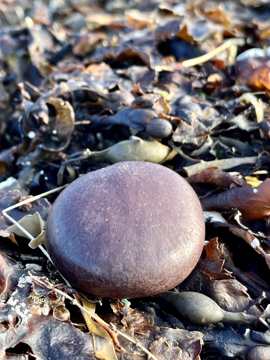 ShetlandTours's tweet photo. Just found my 3rd Sea ♥️ Bean 🫘 this month! @StormHour @natureshetland #Shetland #beachcombing #seabean #seaheart #tropicalbean https://t.co/FSMhJnBF5I