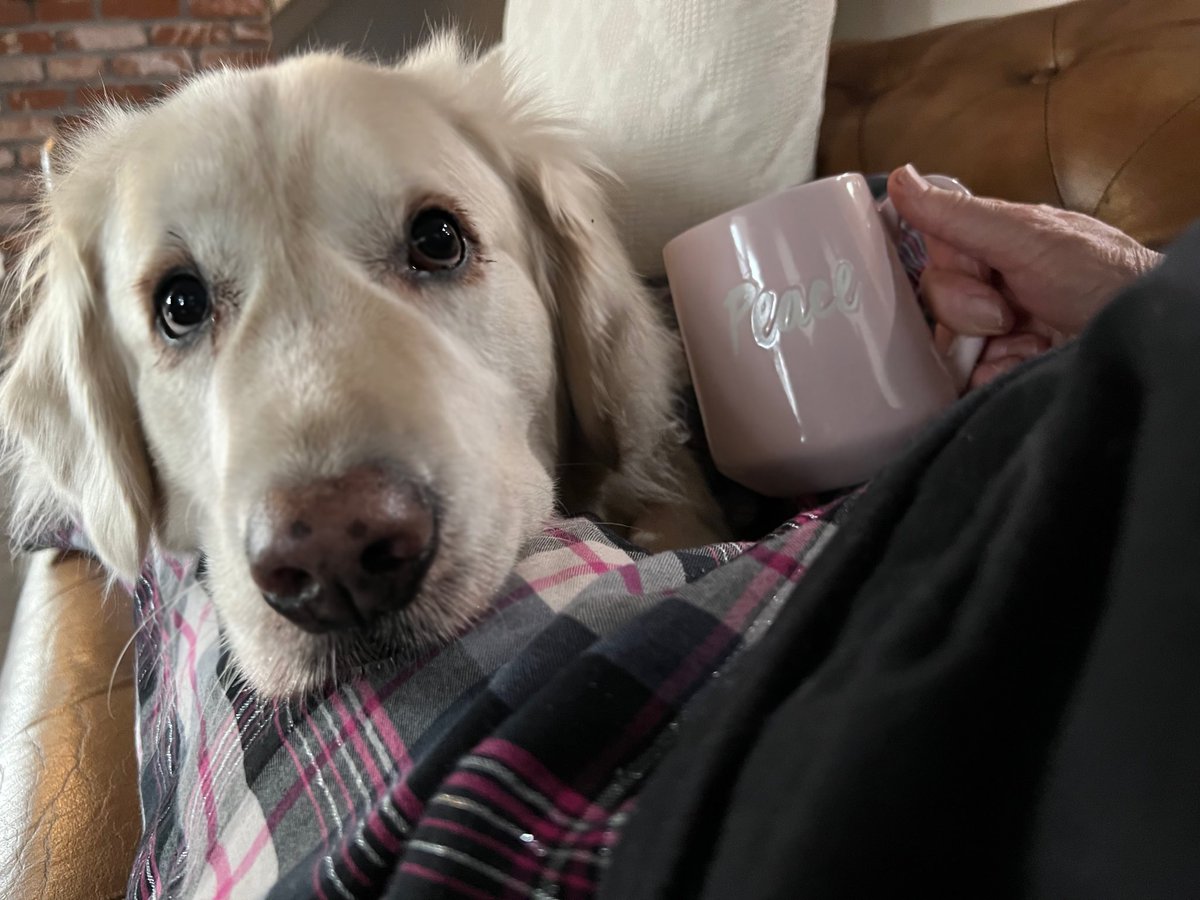 Sampson the Service Dog tweet media