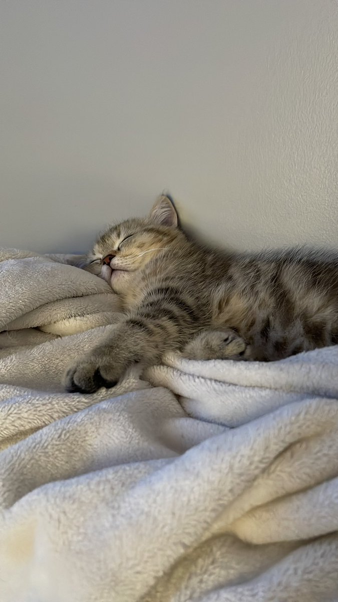 sanq.eth tweet media