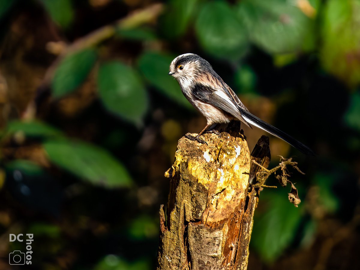 ianhrp's tweet photo. A Long-Tail Tit taken today at #FradleyJunction.
Shot in the @OMSYSTEMcameras E-M1x and 100-400mm lens.
@ThePhotoHour @CanalRiverTrust #LongTail #Birds #Nature #staffordshire https://t.co/t1uDtcyRMW