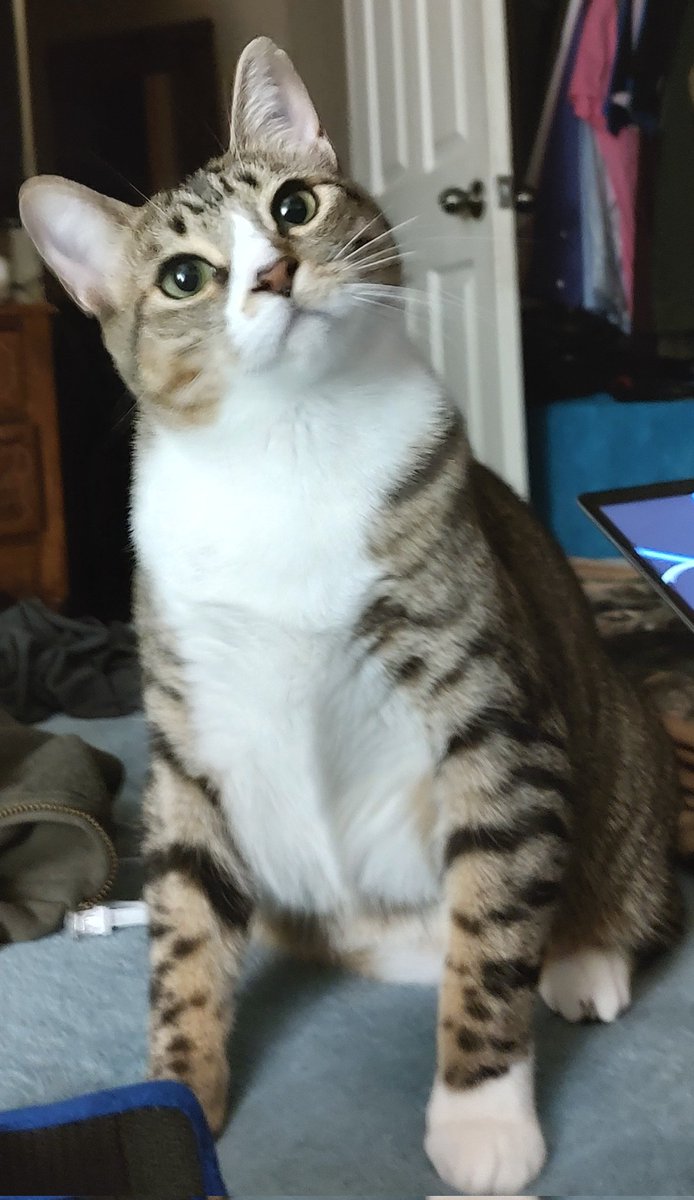 imkittenjack's tweet image. Aren&apos;t I cute?!? 🥰 #cats #CatsOfTwitter #kittens #kittensoftwitter #cutenessOVERLOAD #tabby #TabbyTroop