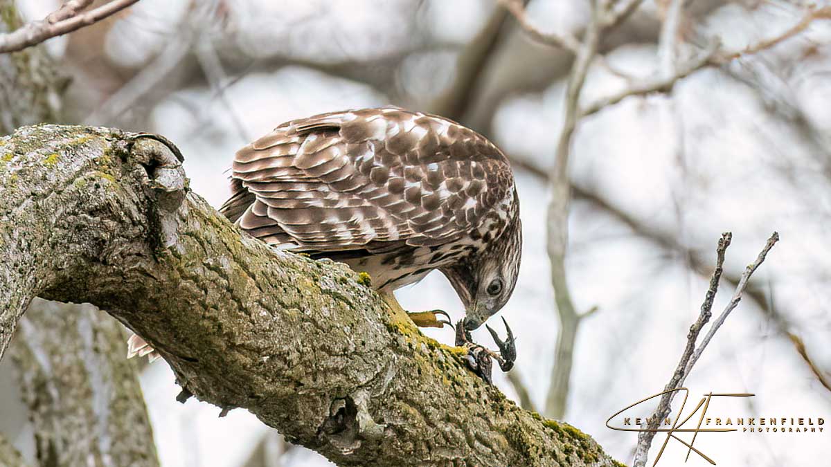 MrFrankenfield's tweet photo. #cooperhawk #birdofprey #hawks #birding #birdwatching #birdphotography #naturephotography https://t.co/zGNXfcRrrd