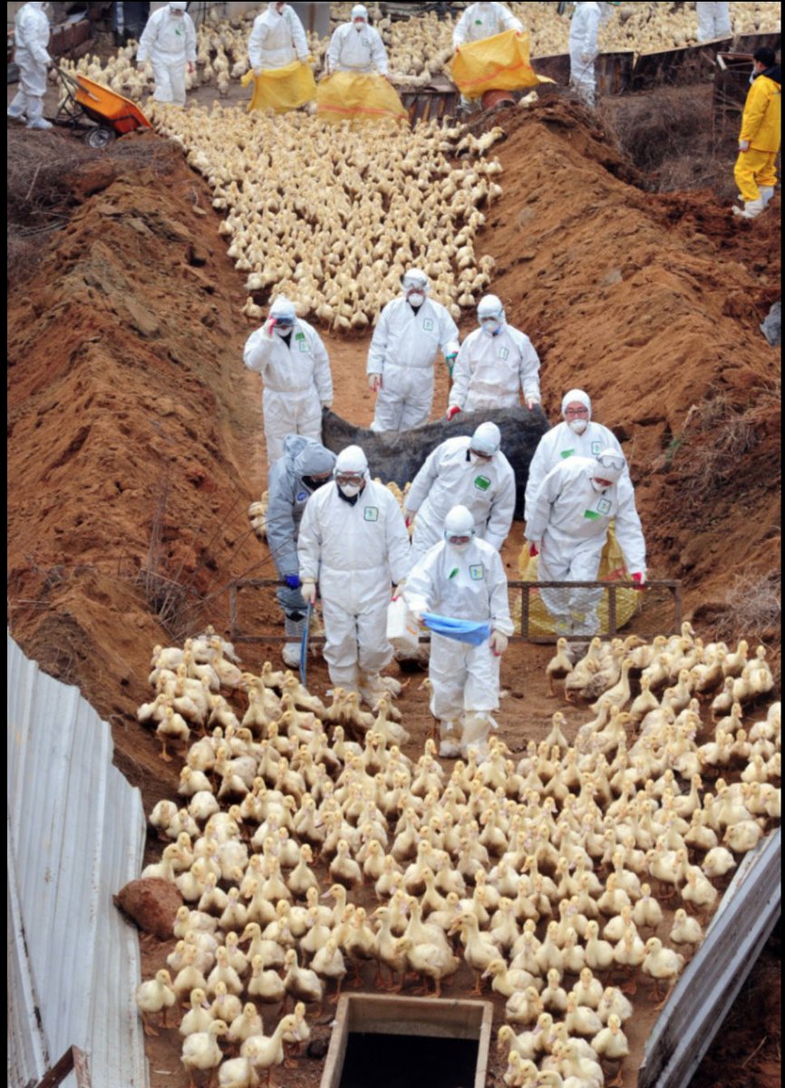 fedkukso's tweet photo. Patos son juntados en un pozo para ser enterrados vivos tras un brote de #gripaviar

📸 Jo-Anne McArthur
https://t.co/Y3wF1pI3hu https://t.co/TzlgeYNOmK