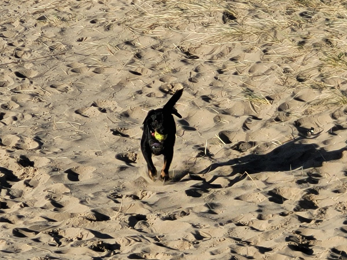 Rossa774's tweet photo. A beautiful day walking the Dunes along the East Coast of Ireland with Cleo.
#DogsOfTezos #XTZ #TEZOS https://t.co/qfhuJwKEfF