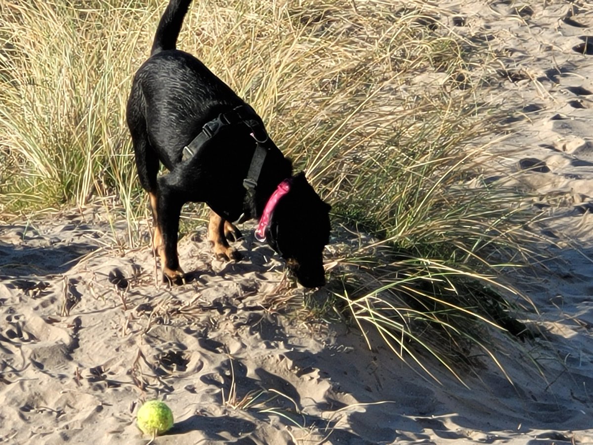 Rossa774's tweet photo. A beautiful day walking the Dunes along the East Coast of Ireland with Cleo.
#DogsOfTezos #XTZ #TEZOS https://t.co/qfhuJwKEfF