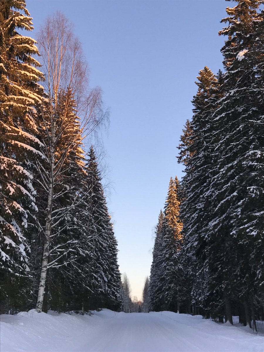 EilamariaL's tweet photo. Koitmetsän kuja ottaa vastaan kulkijan ❤️ #kotoisa #ihanaelämä #ainahyväpalata https://t.co/lZQvGvF4dU