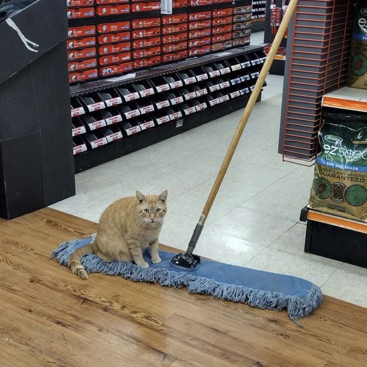Guess who’s in charge of sweeping today.. #StoreCatSunday