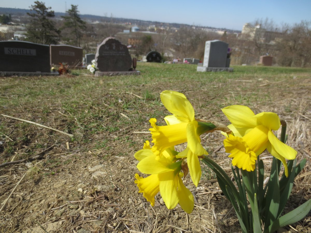 NecroTourist's tweet image. #SSPPC- Our first blooms of the season. These daffodils are at the top of the hill in Section &apos;F&apos; of Saints Peter and Paul Cemetery. We have several bunches that are getting ready to bloom any day. Meteorological Spring starts in 3 days.