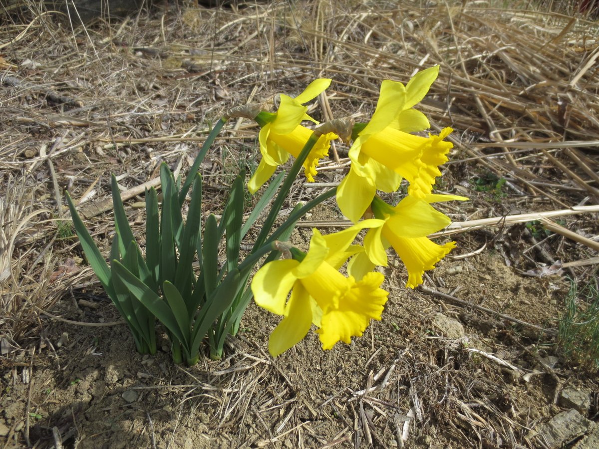 NecroTourist's tweet image. #SSPPC- Our first blooms of the season. These daffodils are at the top of the hill in Section &apos;F&apos; of Saints Peter and Paul Cemetery. We have several bunches that are getting ready to bloom any day. Meteorological Spring starts in 3 days.