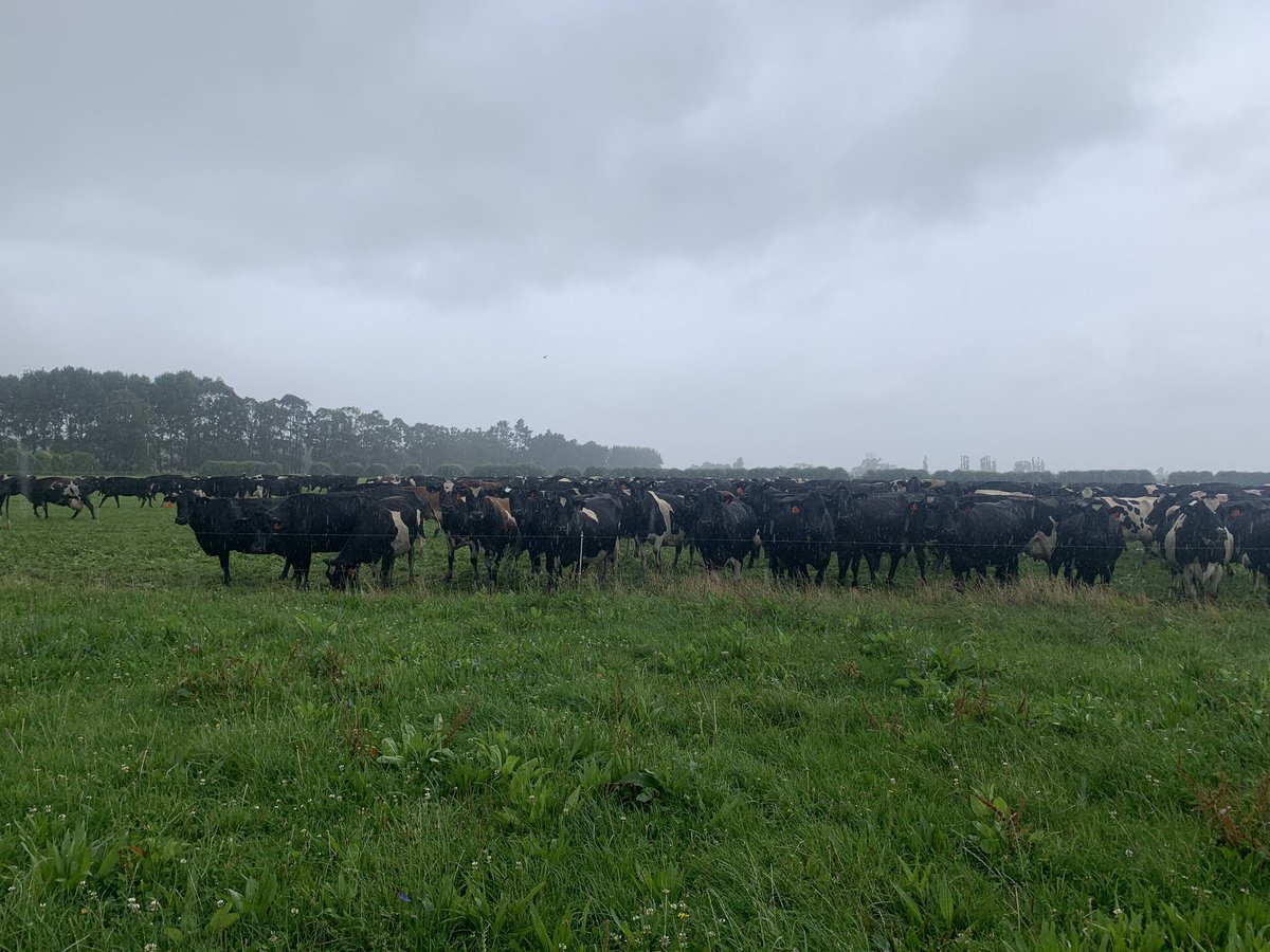 cathherniman's tweet photo. A rainy farm walk learning about Flemington Farms core concept of #sustainability 🌎  Discussed use of #plaintain to reduce N losses &amp; using #carexsecta to reduce nitrate concentration in drainage water… a day full of learning! 🐮 🇳🇿 https://t.co/EuQOnNuZC8