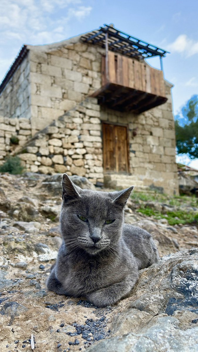 ¡Vigilado!🐱 #Tenerife