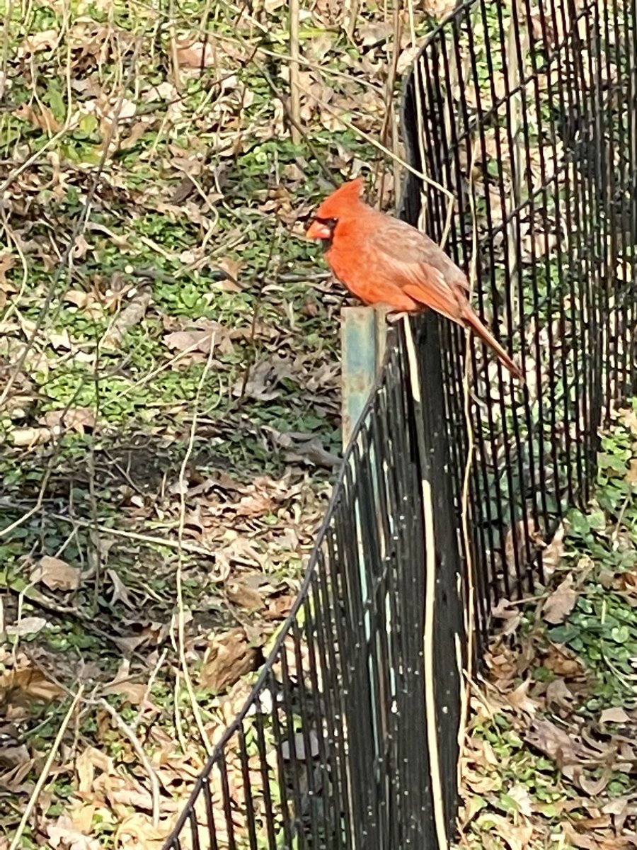 On my way to #Flaco I met this Northern Cardinal who wasn't shy. #cardinal #northerncardinal #birdsofnyc