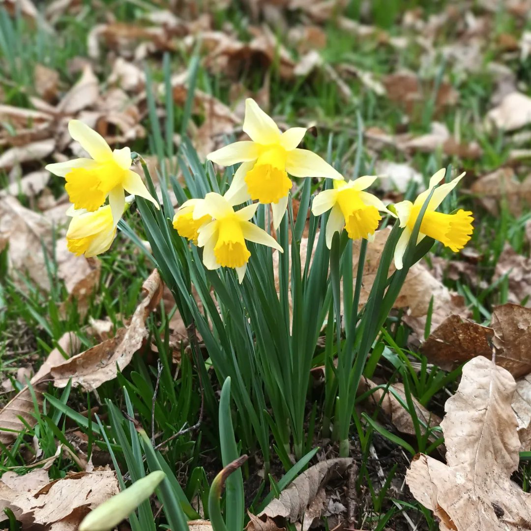 WildflowerUrban's tweet photo. Today I headed out to find Wild Daffodils in Lesnes Abbey. The petals are a lovely buttery yellow with a darker centre and greyish leaves compared to commercial flowers. Lesnes Abbey is one of the few places on the SE to see a good show of #WildDaffodils 
#wildflowerhour https://t.co/cvAy01jP3j