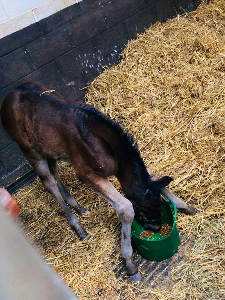 GerMc15's tweet photo. This beast of a foal #InvincebleArmy colt out of winning #RoyalApplause mare BIRD’S EYE VIEW is one of many to be prepped within #BEMGB for @Goffs1866 2023. Not one to be missed!! Owned & bred by @kyle98855384 he is a smasher!
@YeomanstownStud @rpbloodstock https://t.co/g1EuhZHs4t