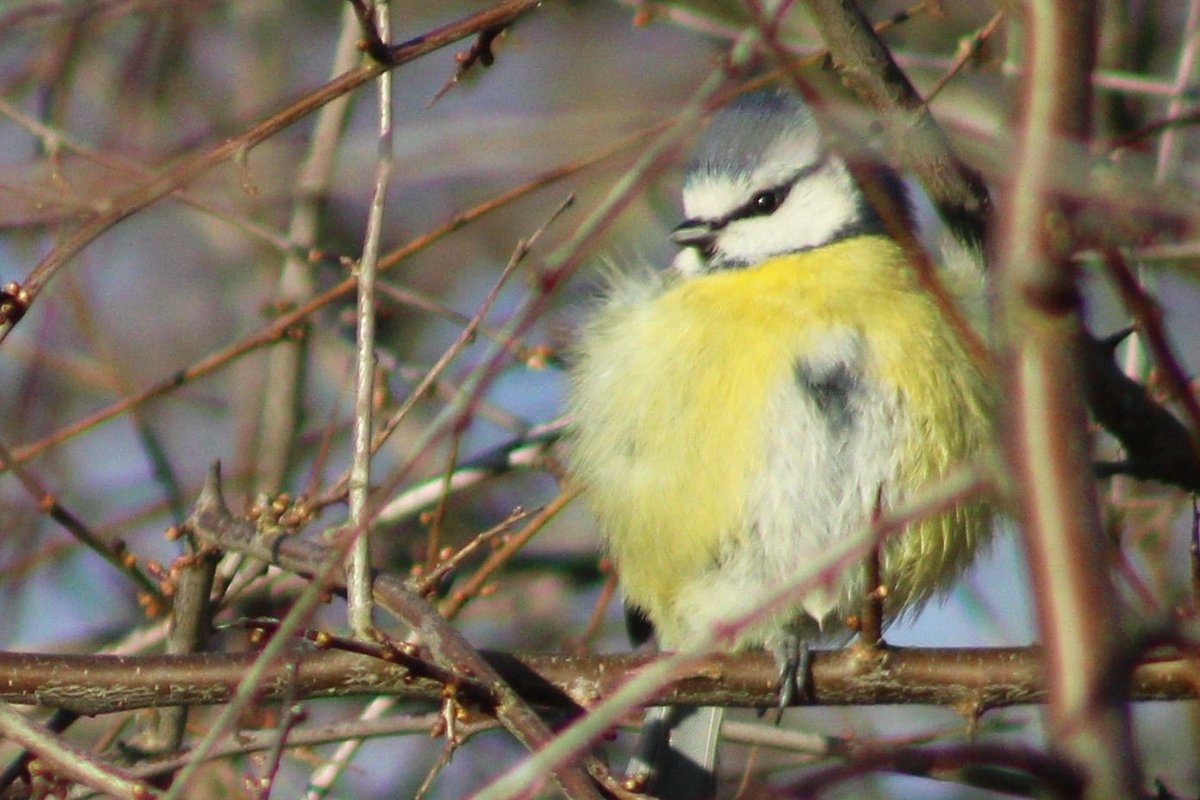 sandair21's tweet photo. A cold and wintery day & so circular #walk around #Whitewebbs Park in #Enfield #London. A charm of Goldfinches passing high through the #Alder along with #Sparrowhawk #Songthrush #Redwing & #Greenwoodpecker. Blackthorn still to flower. #nature #vitaminN #LYDS #CPRELondon #EN2 https://t.co/qsGCqn5fKL