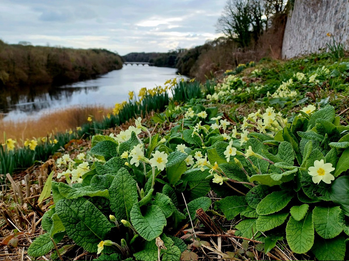 A patch of pretty Primroses above the Stackpole Lakes #wildflowerhour #signsofspring @NTPembrokeshire