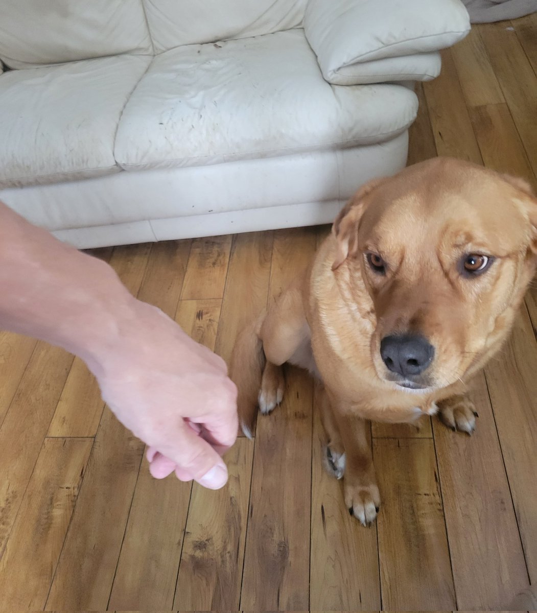 Martmanpg's tweet photo. Am I: reaching to grab the collar?
Take their food dish away?
Steal their toy? Meeting a new dog? How do we expect a dog to know? Please stop reaching for strange dogs. Let the dog approach you. Let the dog show you who they are. #dogtips #stopreaching #dogs #dogtraining https://t.co/C1wM9LI5np