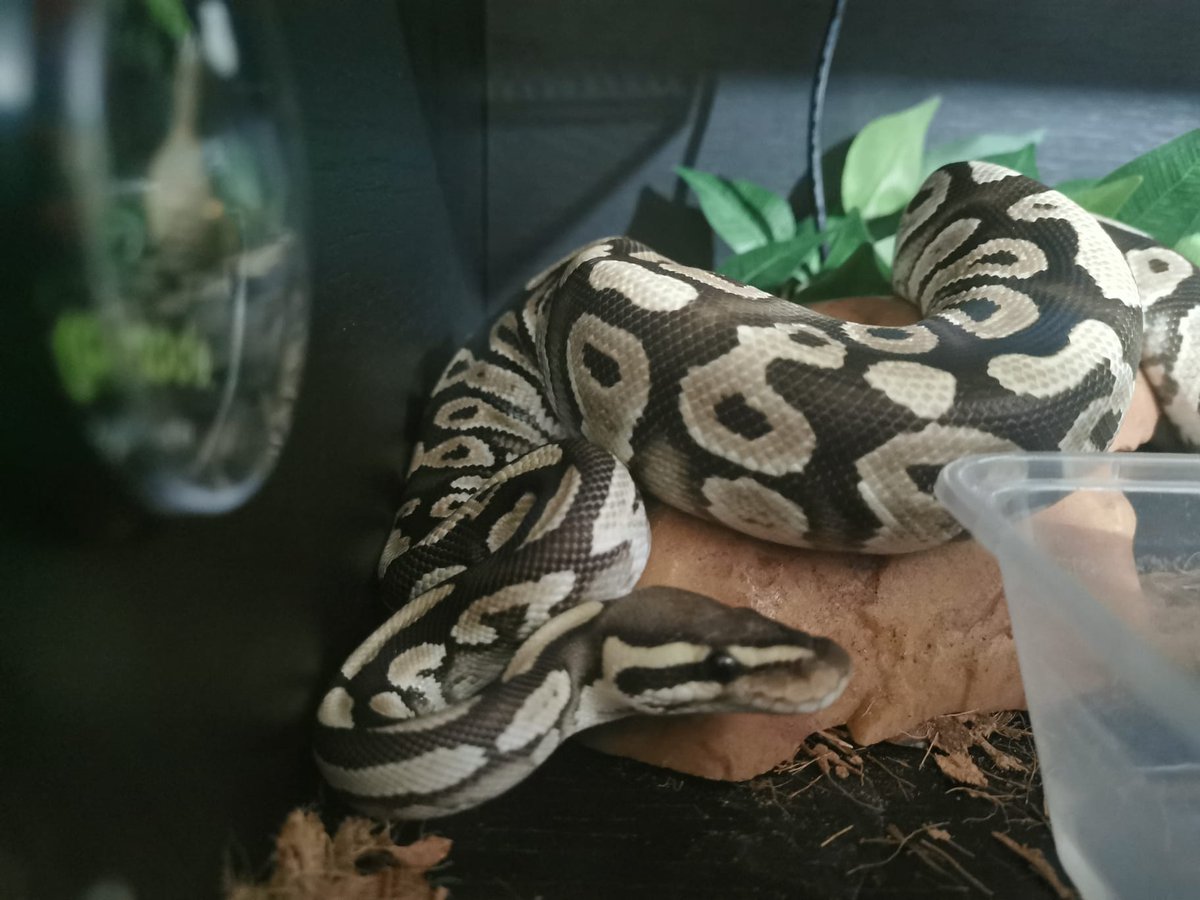 georgias_python's tweet image. Eddie chilling in the heat
#ballpython #python #royalpython