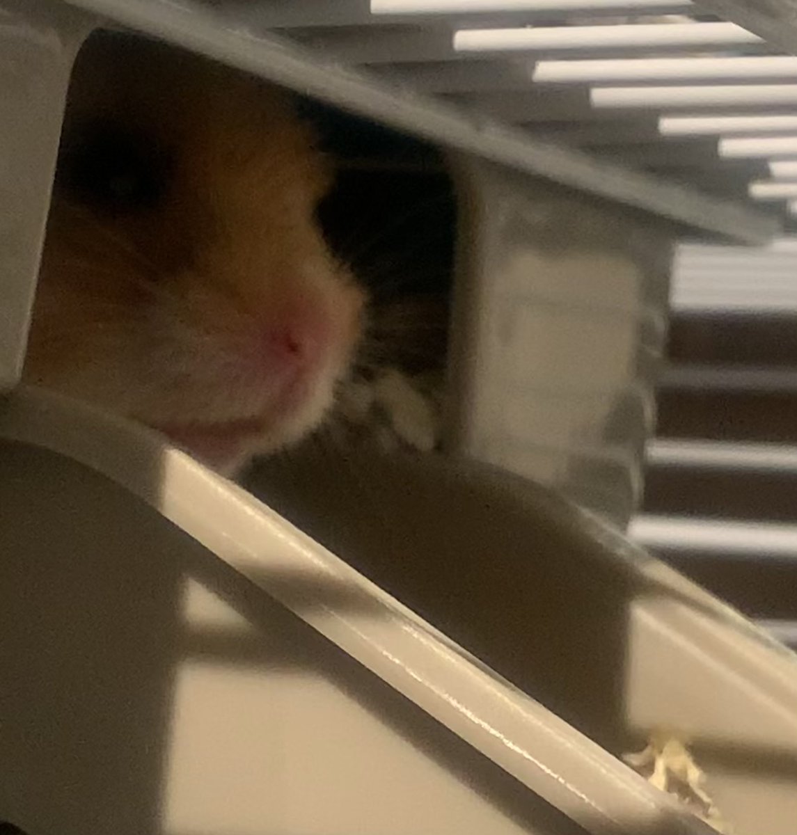 This little nose belongs to Archie’s new little furbaby…. His persistence and power point worked!
He has named him Oliver after his Haddo character 🥰. 
This is as far as he’s ventured out of his little hidey-hole so far.
