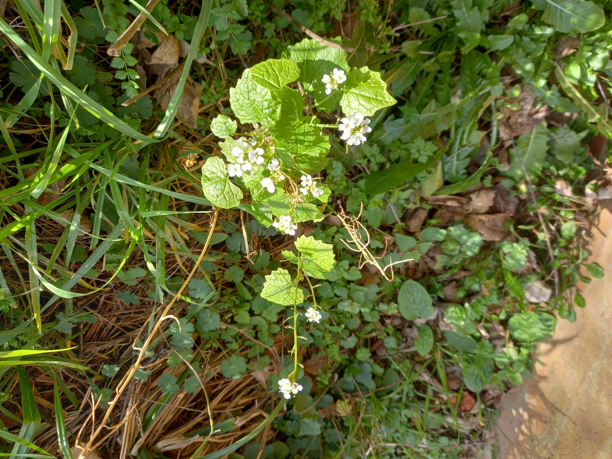 Garlic mustard in flower in a sheltered spot this morning in North Herts  #WildflowerHour
