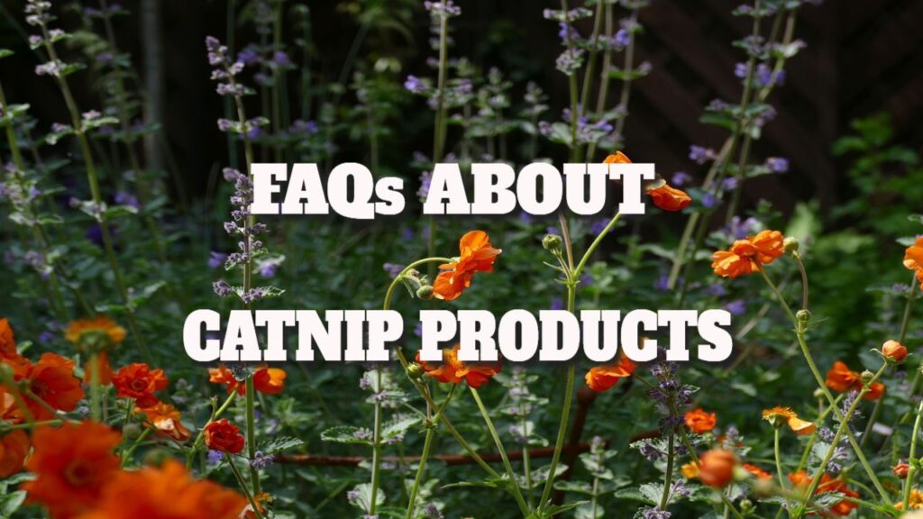 Faqs About Catnip Products topcollegepapers.net/faqs-about-cat… #topcollegepapers #atsocialmedia
