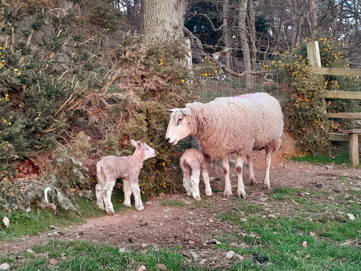 FfionClwyd's tweet photo. Ffarmio #Bodffari #Groes
#Tywysog lambing season has begun π
#sheep365 https://t.co/5gACYv5wpn