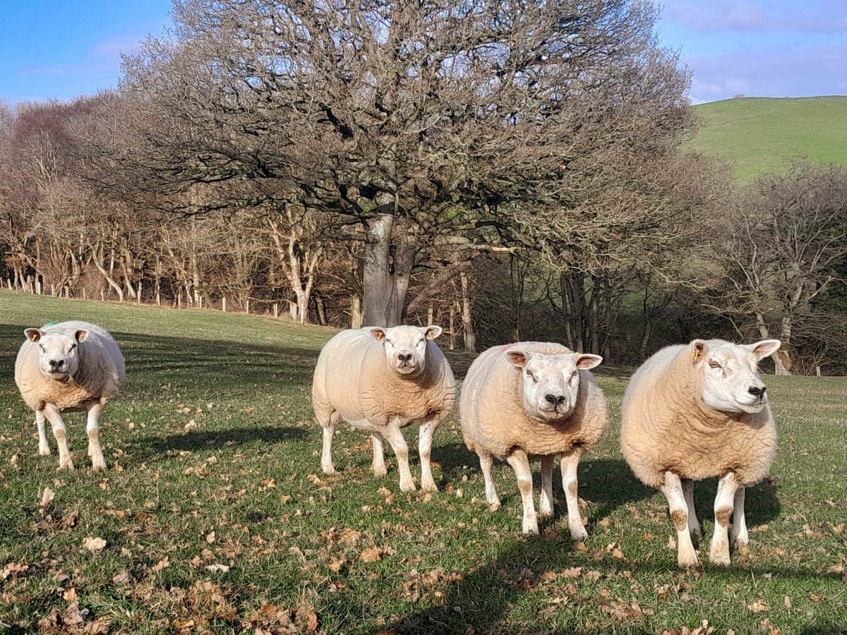 FfionClwyd's tweet photo. Ffarmio #Bodffari #Groes
#Tywysog lambing season has begun π
#sheep365 https://t.co/5gACYv5wpn