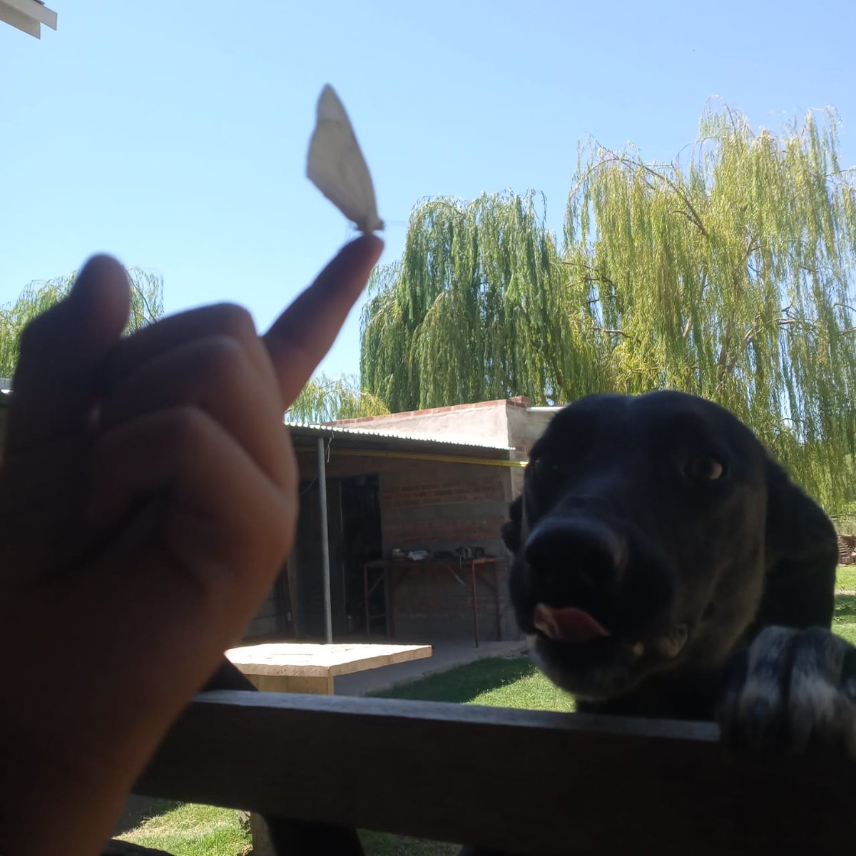 Nikkk0000's tweet photo. a mi hermano se le puso una mariposa en su dedo y dijo que era su abuela, lo amo❤‍🩹 https://t.co/fqfcMwOAC7