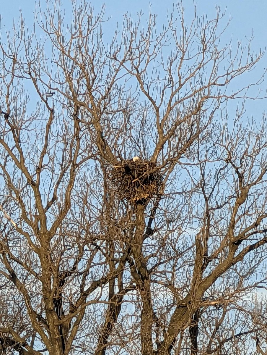 @MissJupiter1957 This is a new nest by the Melvin Price Lock and Dam in Alton. If you look closely you can see the eagles head. This nest is new this year.