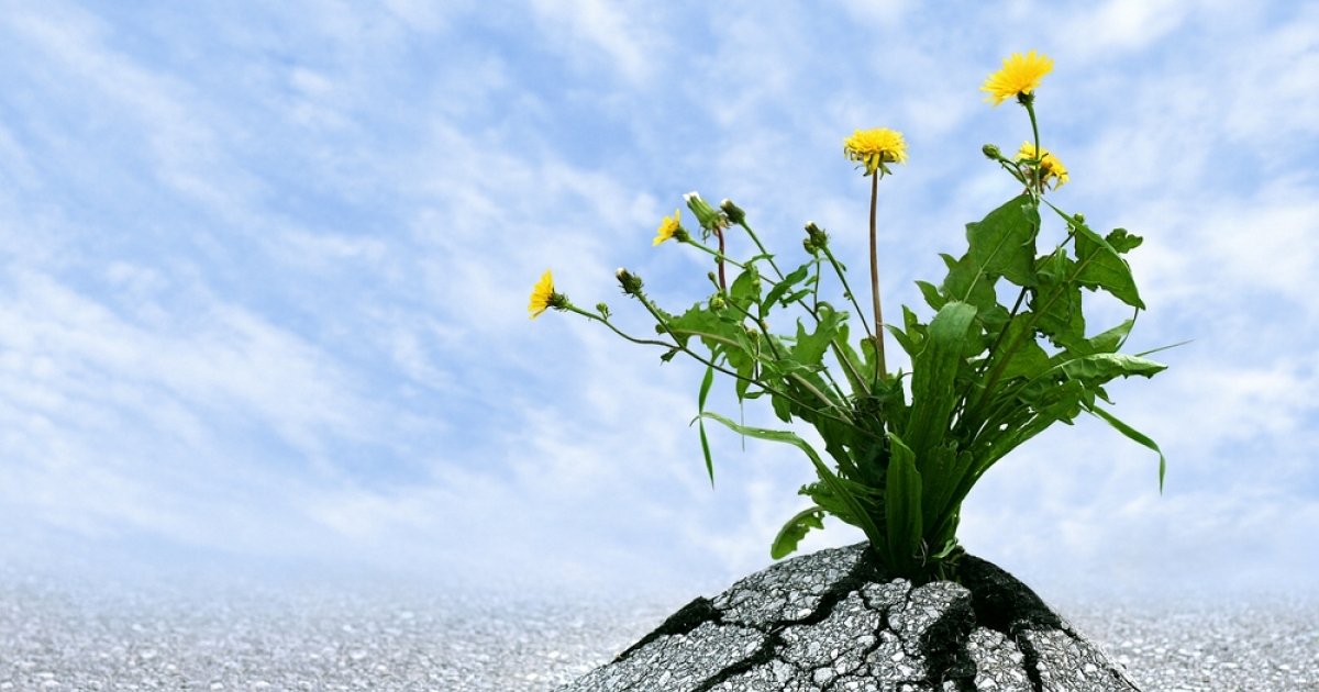 pricardosomidia's tweet photo. Temos que ser resilientes todos os dias. #resiliência #evolução #seguindoemfrente #Vida #aprendizado #vibepositive https://t.co/4ySsFSoyBL